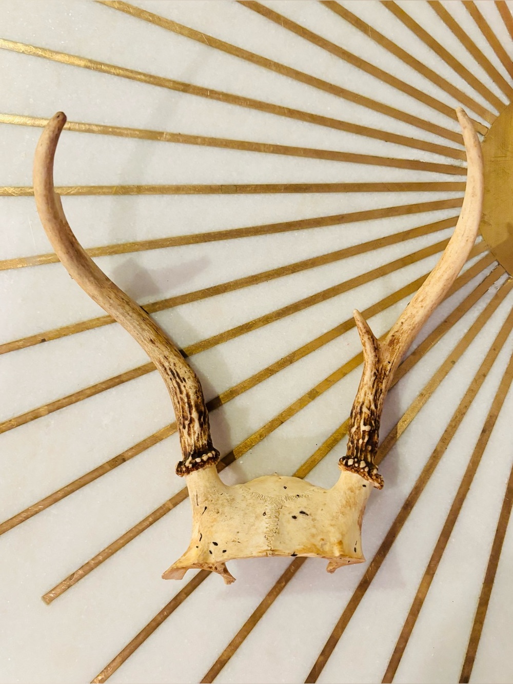 Set of Whitetail Deer Antlers